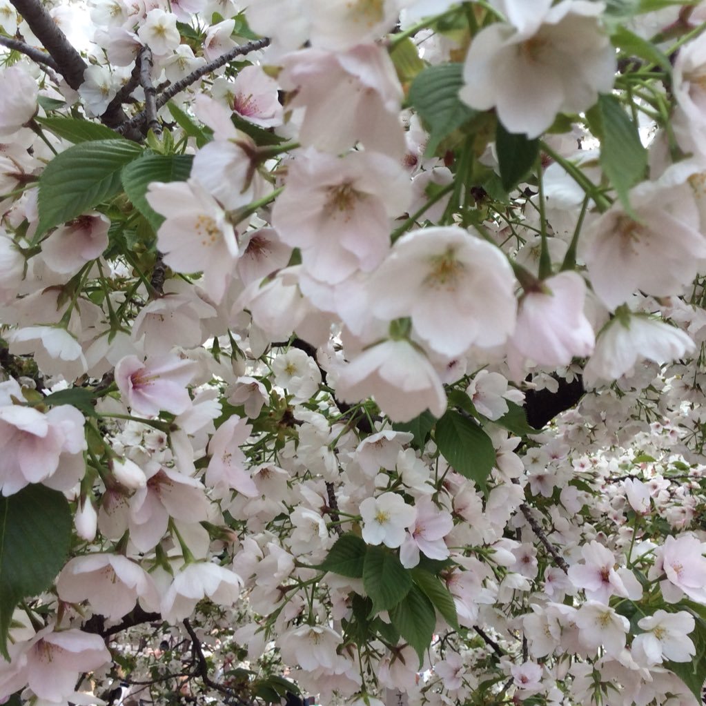 26mk2's profile picture. 雲伯地方生まれの東播磨・雲伯地方育ち。大山ブランドと神戸ブランドに弱い。雲伯地方と播磨地方を中心に地域の情報を集めてます。