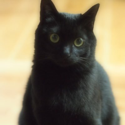 Tirol Craft🐈‍⬛さんのプロフィール画像