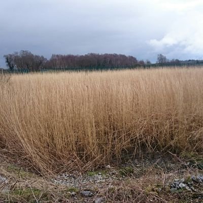 Promoting the conservation of wetlands and the application of constructed wetlands for water pollution control, in Ireland and beyond