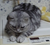 和のものが好きです。 2010年6月末からツイッター参加。
