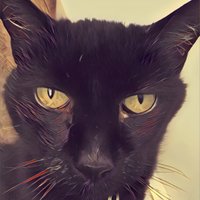 floyd the cat (Travis and Finley)(@floydthecat) 's Twitter Profile Photo