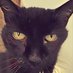 floyd the cat (Travis and Finley) (@floydthecat) Twitter profile photo floyd the cat (Travis and Finley) (@floydthecat) Twitter profile photo