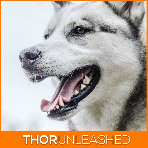 ThorDev81's profile picture. 