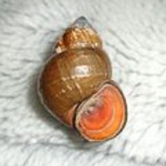 ma19861112's profile picture. 全人類を滅びろ！と思っている危険思想のタニシ。農業水路に生息中。