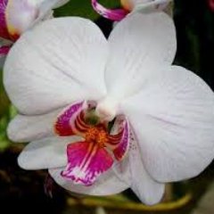 cabas_edith's profile picture. 