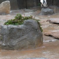 onochan (@kmtkyoso) 's Twitter Profile Photo