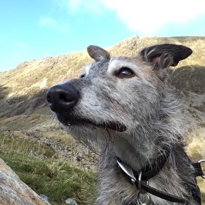 Hairy brindle lurcher (whippet/greyhound/b. collie). CEO @botanicyork 🌱 I ❤️chasing balls, eating sardines & rice and sleeping. #historyhound