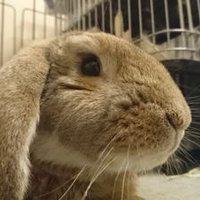 もふ (@mofumofu_2008) 's Twitter Profile