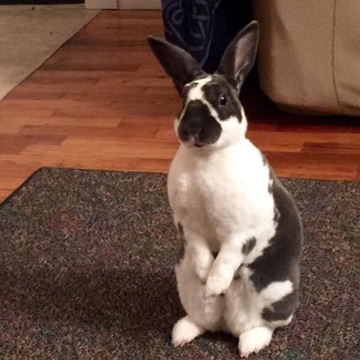 I'm a Mini Rex rabbit that enjoys snacking on organic basil and lounging in the shade w/ my girlfriend & pet humans.