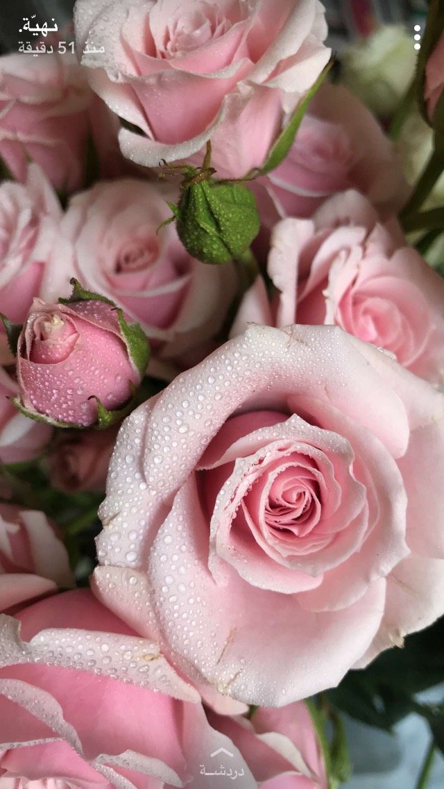 reemaah85's profile picture. 