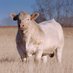 Canadian Charolais (@cancharolais) Twitter profile photo Canadian Charolais (@cancharolais) Twitter profile photo