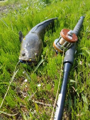 pussyraigyo2's profile picture. 基本　雷魚一筋！(プッシーライギョ)
シーズンオフは渓流、アウトドア、登山
遠征車中泊orキャンプ