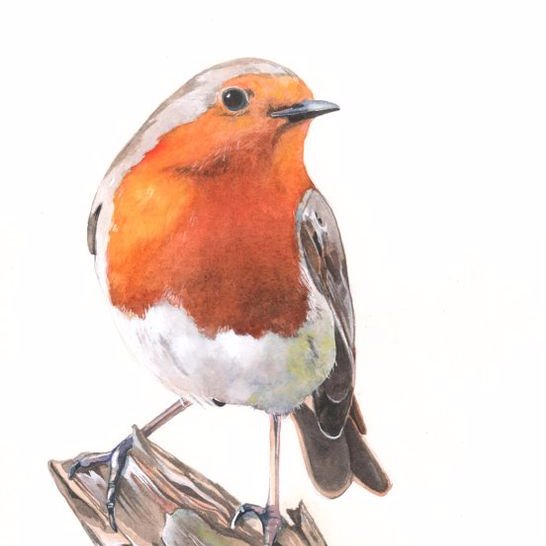 SPAINROJAYNEGRA's profile picture. 