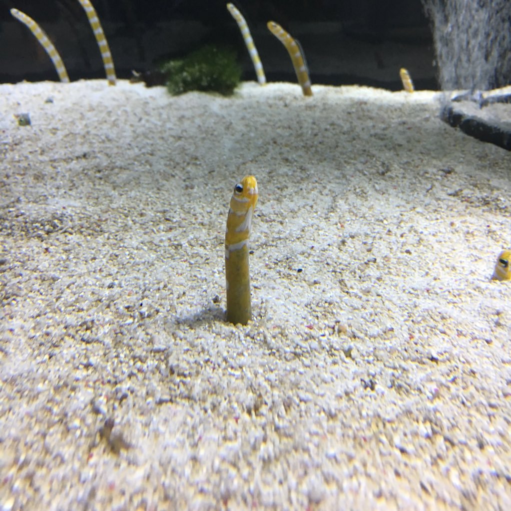 埼玉  野球