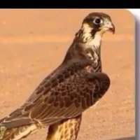 الشاعر غازي العضيله (@ghazi_almutai) 's Twitter Profile