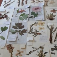 RBGE_Herbarium(@RBGE_Herbarium) 's Twitter Profile Photo
