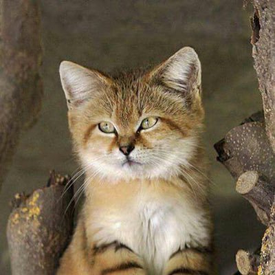 Silvana47800153's profile picture. 