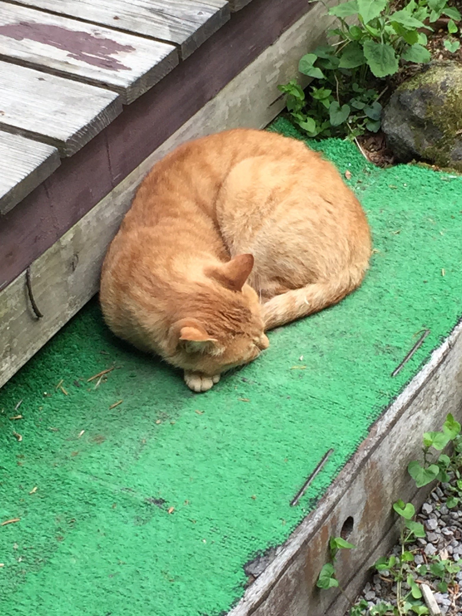 nekometal299's profile picture. Heavy metal、Hard rock、LOVEBITES!! ベルボトム、革製品、ファッション、自転車、猫、ダーツ🎯