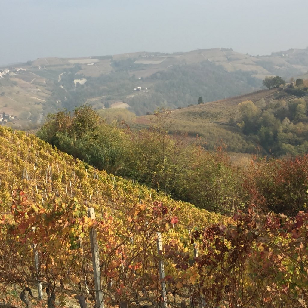 MarcoSguanci's profile picture. 