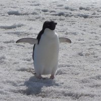 Mikucki Lab (@icemicrobes) 's Twitter Profile