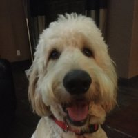 Jack Holifield (@holilield) 's Twitter Profile