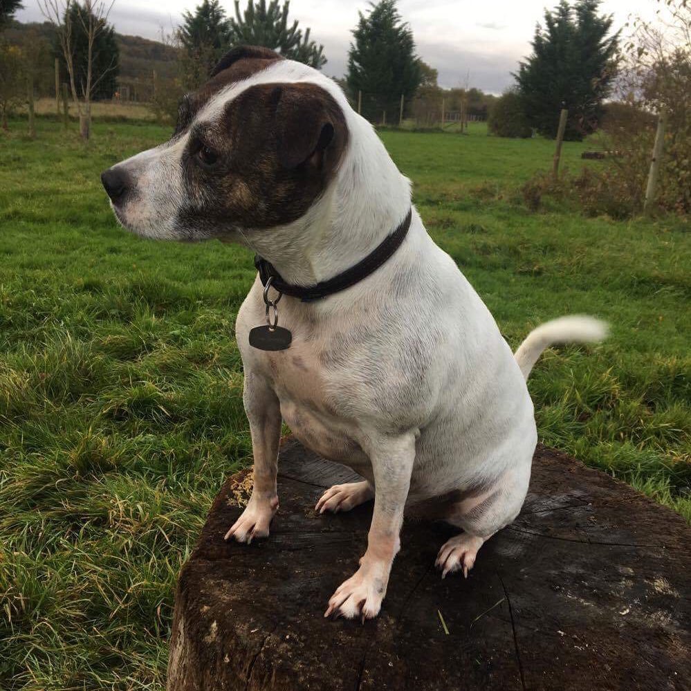 sazinthedon's profile picture. Just me, nothing else. Well maybe the dog, the cat and some crafts but nothing else....