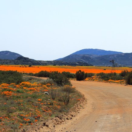 Your official guide to the Kamiesberg Region of the Northern Cape. Flower season, rolling mountain views and the best dirt roads! Come and #ExploreKamiesberg