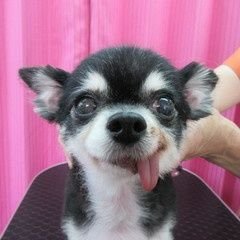 コツコツと、毎日を大切に暮らしたいシンママ/夢は海の近くで静かに暮らすこと/息子はヒゲペン🐧推し/娘は宙ガール/保護犬/無言フォローごめんなさい!
#犬好きさんと繋がりたい