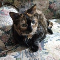 Linda M (@appaloosalady2) 's Twitter Profile Photo