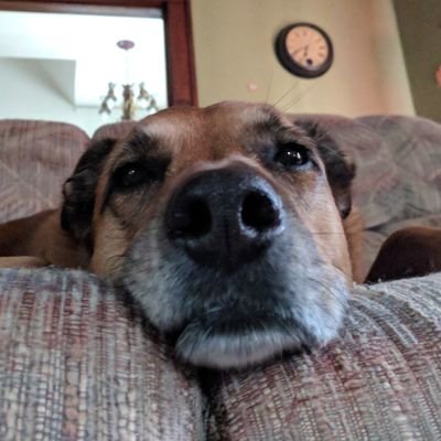 irlywantpadtai's profile picture.