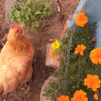 lyeniz (@lyeniz1) 's Twitter Profile