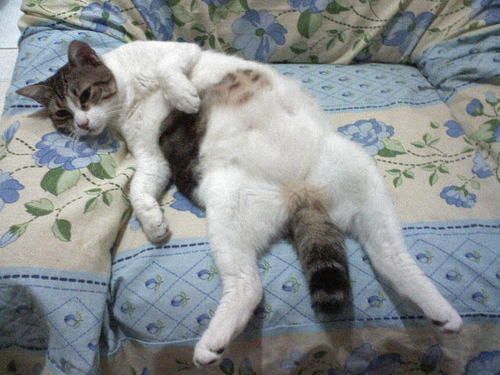 saya Nala si kucing bulat