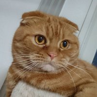 霜月ゆき (@yuki_shimotsuki) 's Twitter Profile Photo