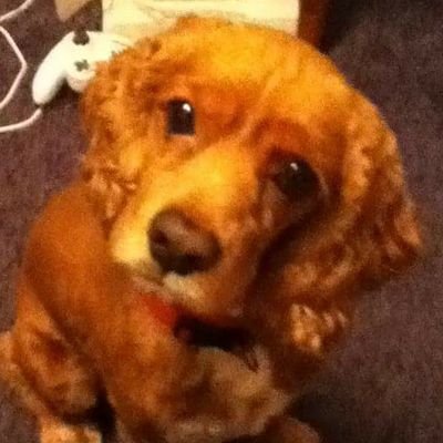 YVNGN1NG3N's profile picture. 