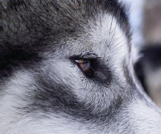Owner of Wintergreen Dogsled Lodge ... Adventure Traveller and Blogger