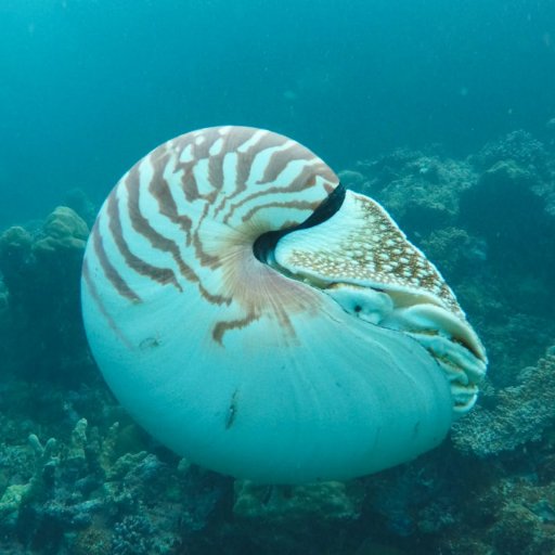 IvanUzarevic's profile picture. Space Health Nature