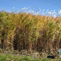 ISU Biomass (@isubiomass) 's Twitter Profile