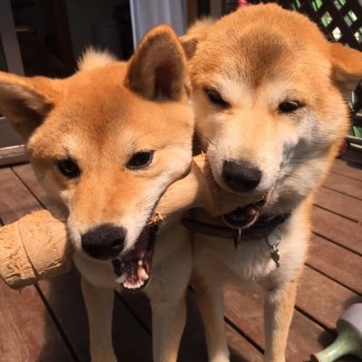 柴犬 茶子 福 昨日の午後近くの公園 フラワーパーク にお散歩 暑くてバテバテ おやつを待つ茶子 女の子座りが 暑すぎて日陰へ逃走 朝の山散歩に続いて 昼間も暑い中連れまわされてぐったりの茶子 そのまま就寝 柴犬 茶子 福 昨日の午後近くの公園 フラワーパーク にお散歩 暑くてバテバテ おやつを待つ茶子 女の子座りが 暑すぎて日陰へ逃走 朝の山散歩に続いて 昼間も暑い中連れまわされてぐったりの茶子 そのまま就寝