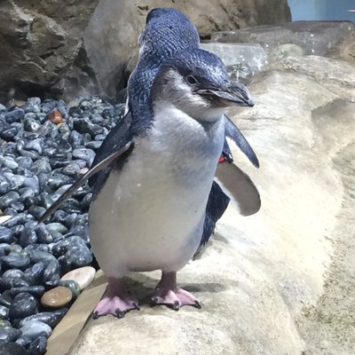 ウォルター