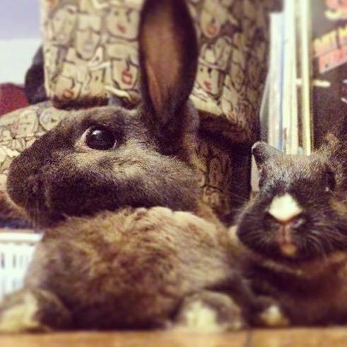 🌹 Radical Rabbits🌹 I'm just over here using my rabbits to push my own political agenda