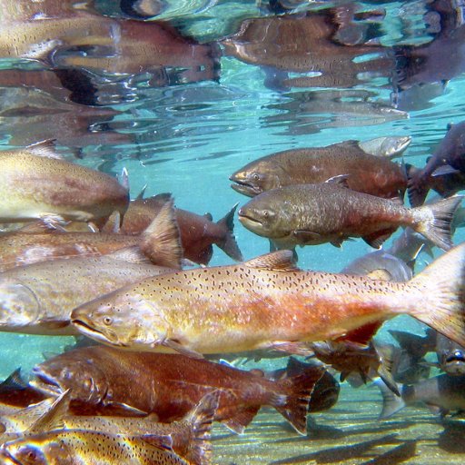 nwfeorg's profile picture. 