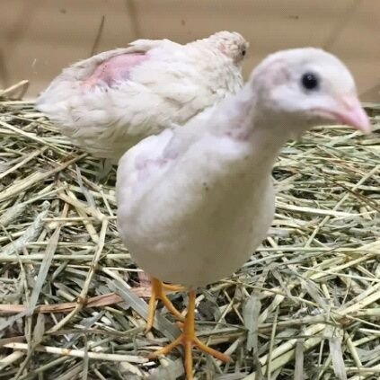 microsd16's profile picture. 