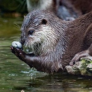 Kann ein bisschen Deutsch sprechen. Data Scientist of little repute. Proud member of #PicantePals. I follow back ALL mustelids. https://t.co/i6APkYhZvI he/they
