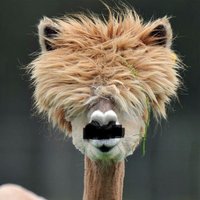 L’Alpaca del Correntino (@collimasoni) 's Twitter Profile Photo