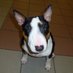 Bull Terrier Loki (@lokihaustier) Twitter profile photo Bull Terrier Loki (@lokihaustier) Twitter profile photo