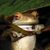 Rohr Ecology Lab (@rohrecologylab) Twitter profile photo Rohr Ecology Lab (@rohrecologylab) Twitter profile photo