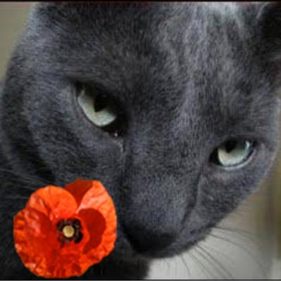 JustinShinohara's profile picture. I just read and comment. I don't actually say anything important.