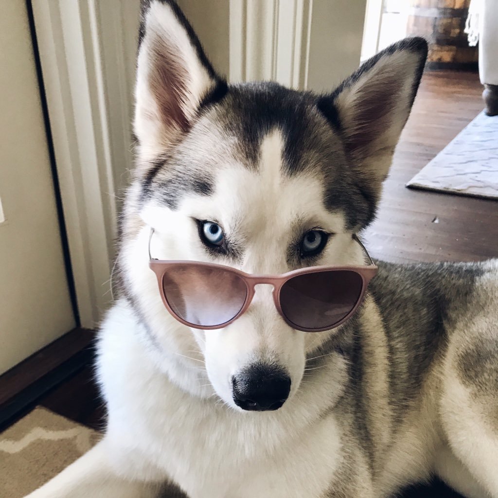 I love play time, treats, and belly rubs. I'm an AKC and CKC registered Siberian Husky. @casiedwards feeds me.