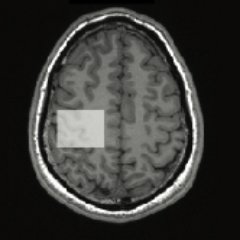 We study how the brain controls movement. Department of Human Physiology, University of Oregon
#motorcontrol