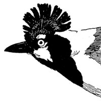 Moore Lab of Zoology at Occidental College (@oxymlz) 's Twitter Profile Photo